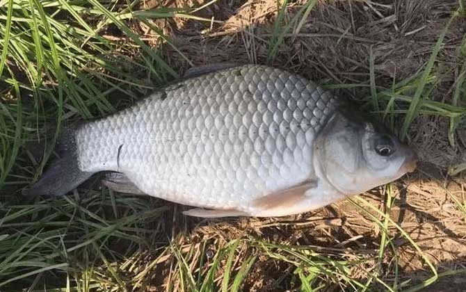 钓鲫鱼用秋田狐钩还是袖钩？