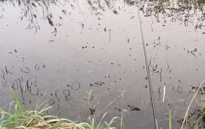 夏季钓鱼