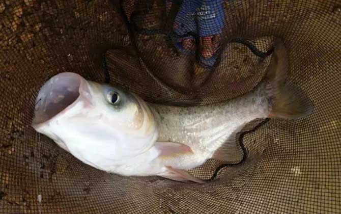 大肚漂钓鲢鳙漂相及调漂方法