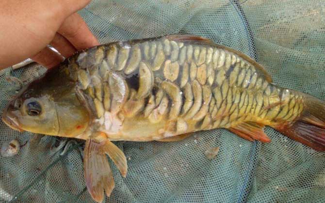 水库钓鲤鱼用什么饵料