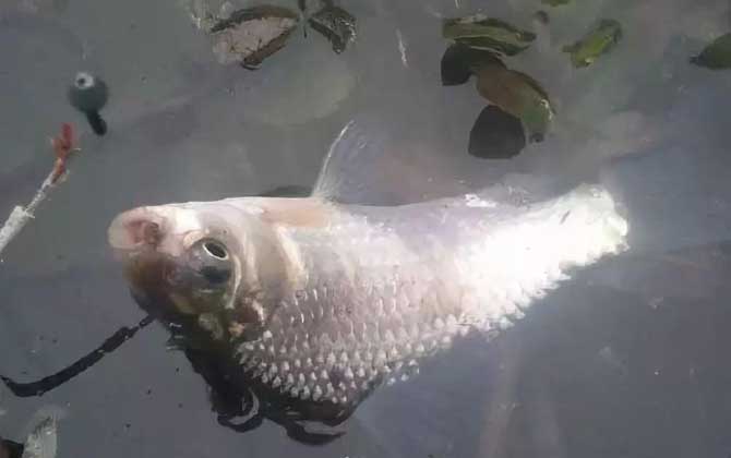 钓鱼