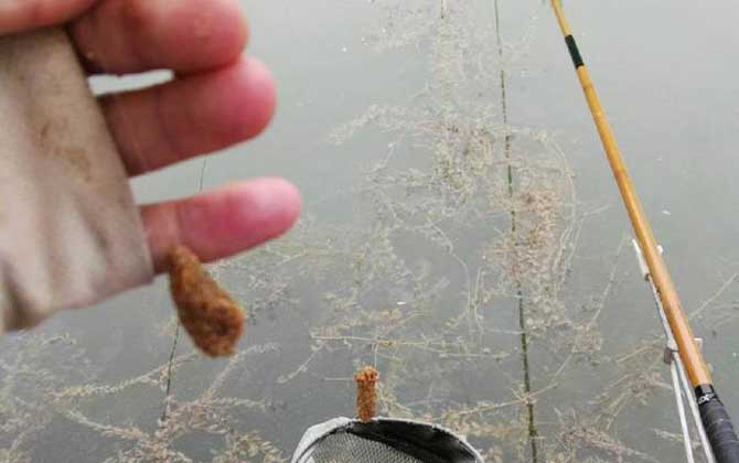 新手钓鱼饵料见水就没了怎么回事