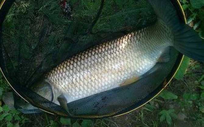 野钓草鱼用什么鱼饵最好