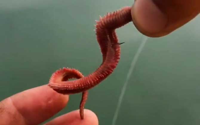 沙蚕钓鱼怎么挂钩才好