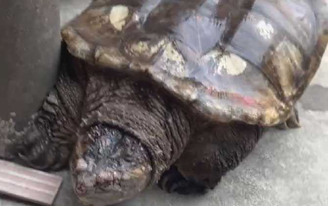鳄龟能长多大