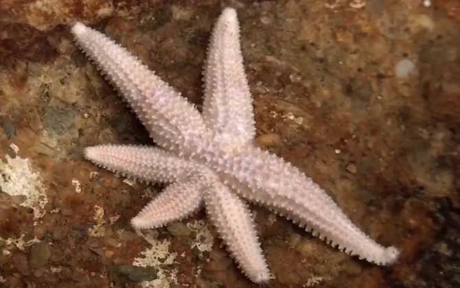 海星有毒吗