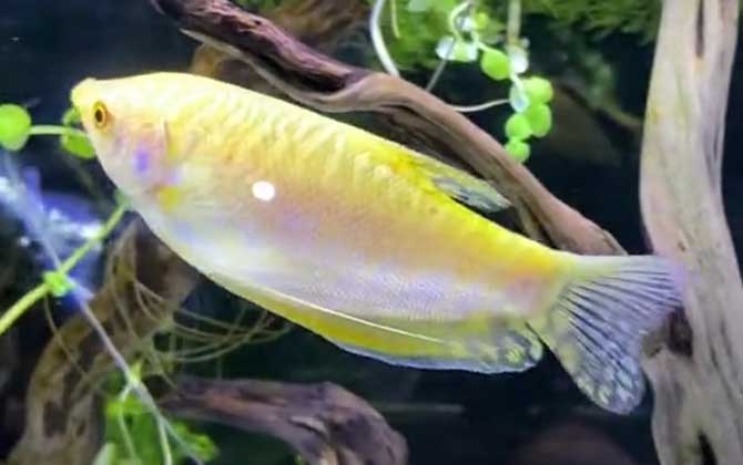 曼龙鱼