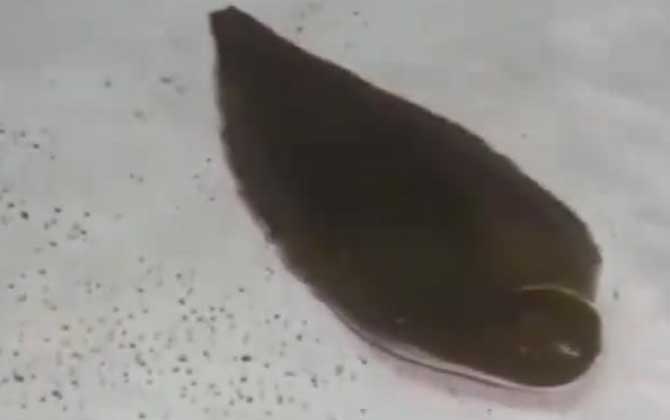 龙利鱼有鱼鳞吗