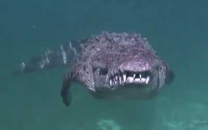 鳄鱼