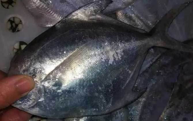 黑鲳鱼刺多吗