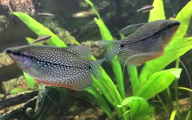 马甲鱼