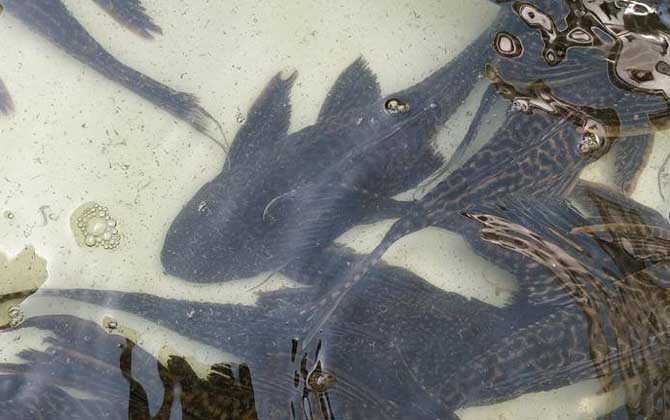 清道夫鱼