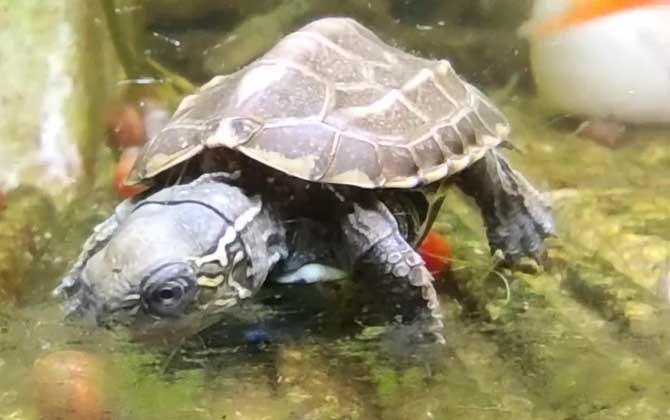 乌龟